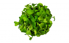 Simply Fresh Green Radish-MH   Box  1 pcs
